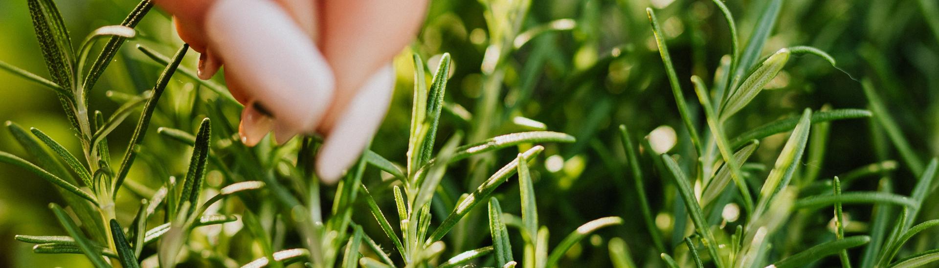 rosemary