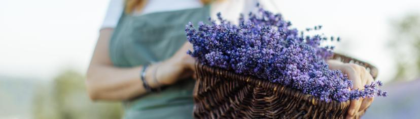 lavender