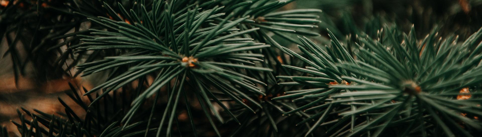 pine
