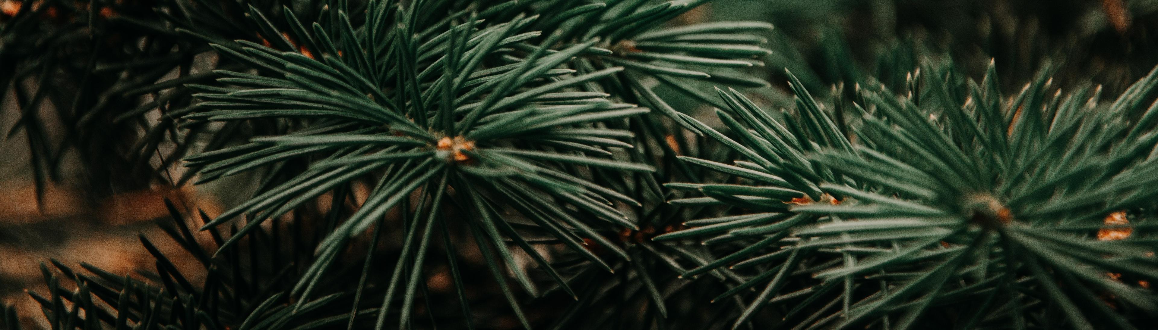 pine