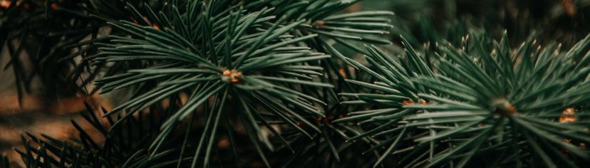 pine