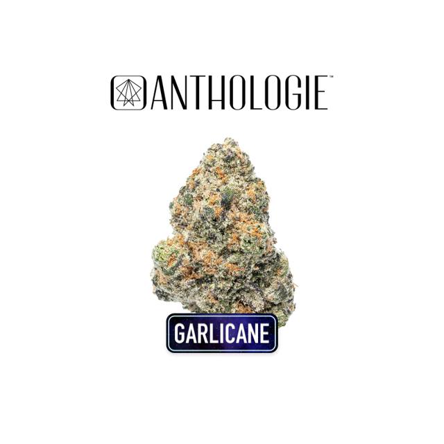 Garlicane | 14g (Littles)