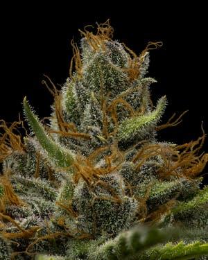 Black Cherry Punch | 1g