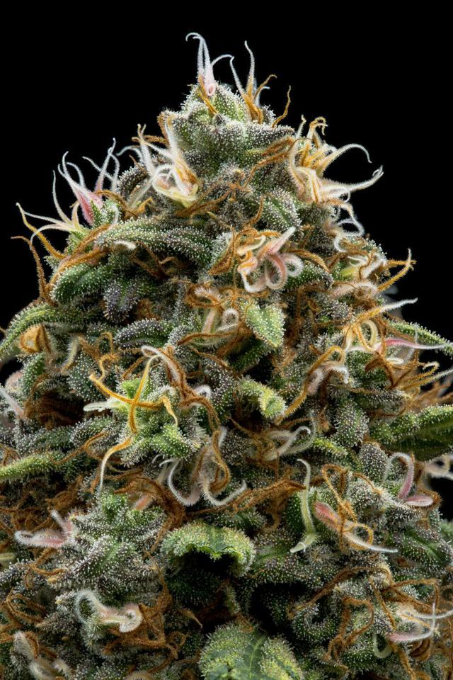 Juice Man | 1g