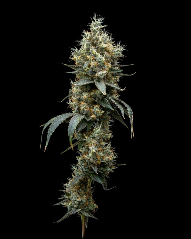 Peach Milano | 1g