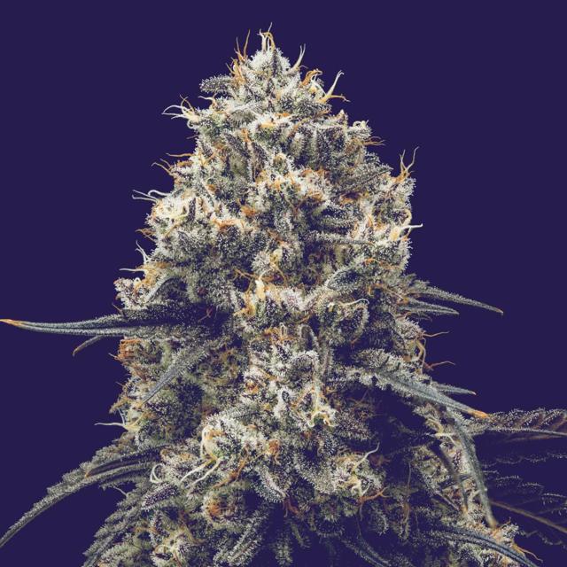 Duffle Full of Blues | 3.5g