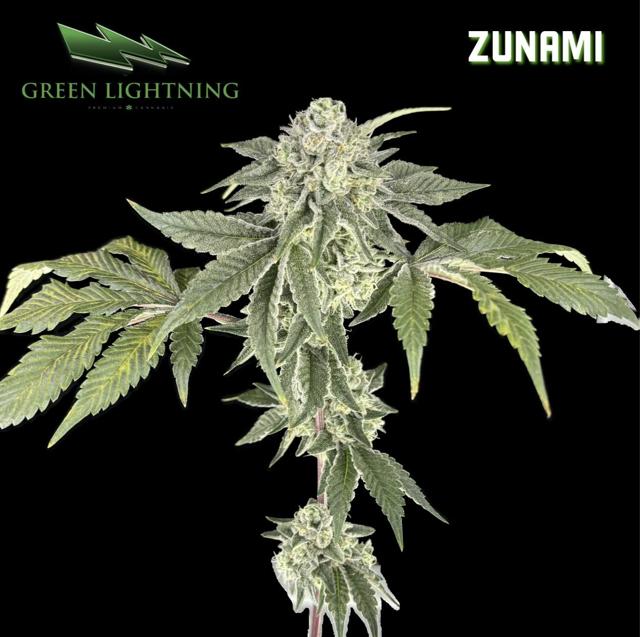 Zunami | 3.5g (Smalls) (S)