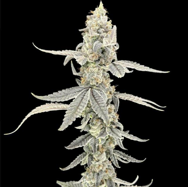Blackberry Octane | 28g (Mixed Buds)