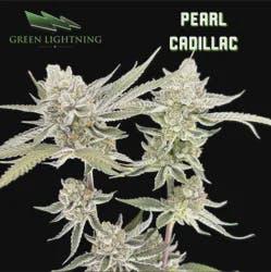 Pearl Cadillac | 3.5g (Smalls) (S)
