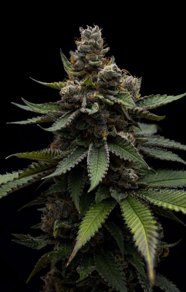 Strawberry Cannoli | 3.5g
