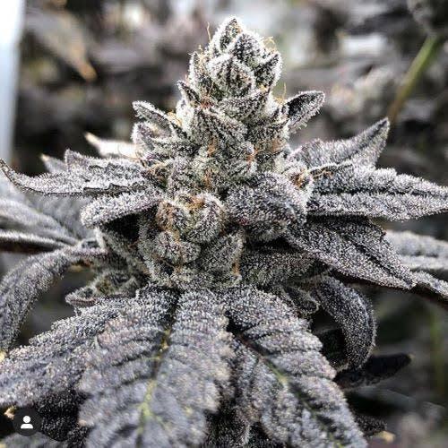Gorilla Butter | 3.5g