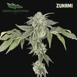 Zunami | 3.5g (Smalls)