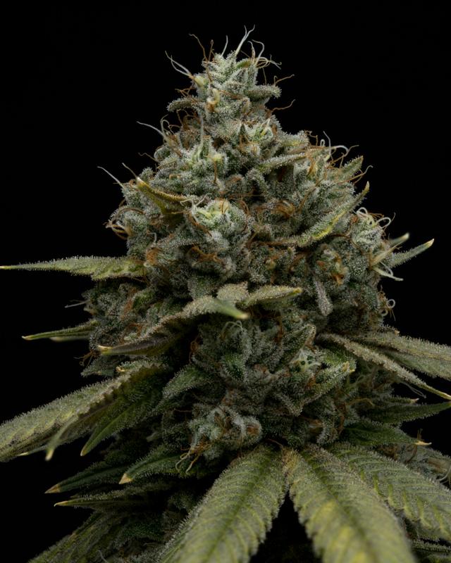 Crippy Dog | 3.5g