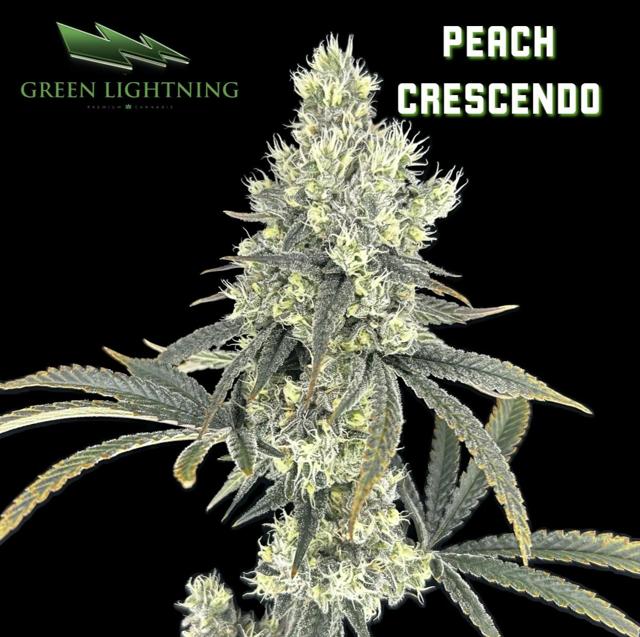 (GL) | Peach Crescendo | 3.5g