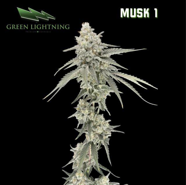 Musk 1 | 3.5g (Smalls)