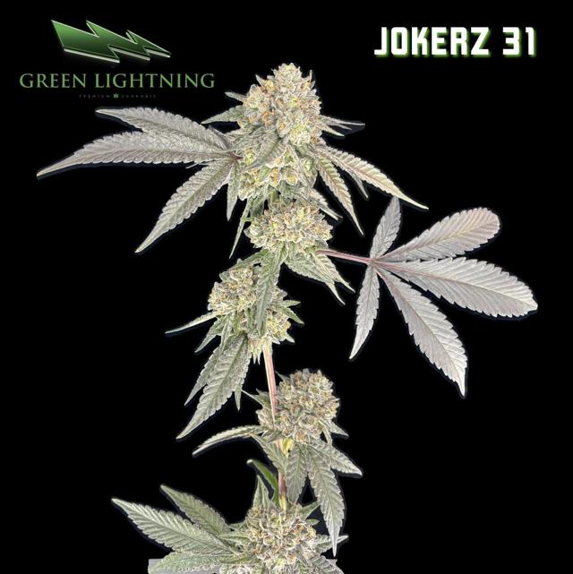 (GL) | Jokerz 31 | 3.5g