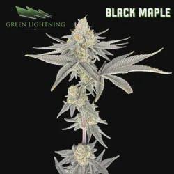 (GL) Black Maple | 7g