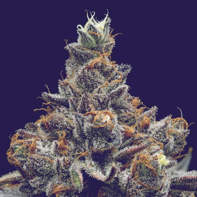 Koffee Milk | 3.5g