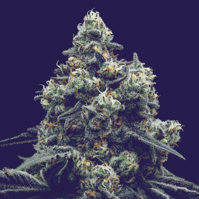 Lucky 13 | 3.5g