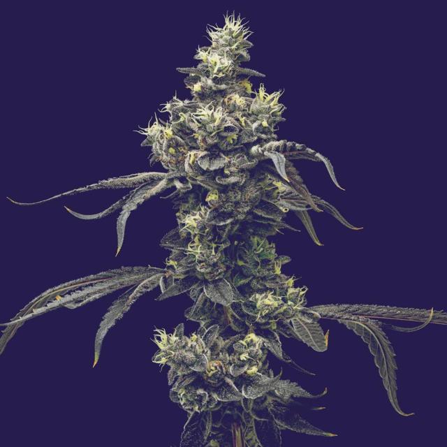 Cookies n Cream | 3.5g