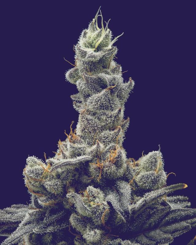 Zubai | 3.5g