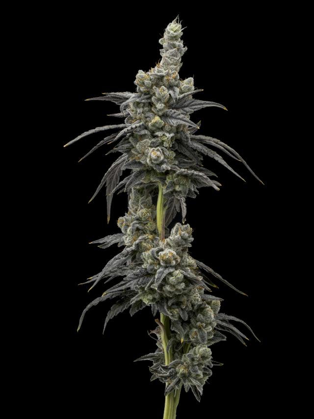 Bebe Sherb | 3.5g