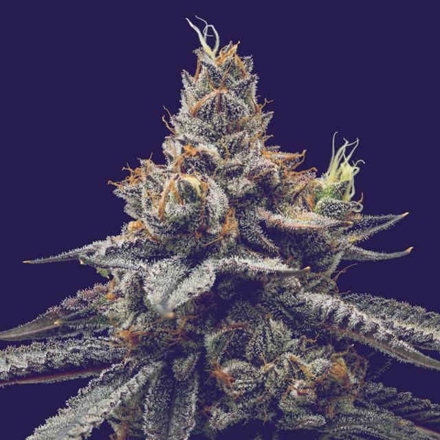 Strawrilla | 3.5g