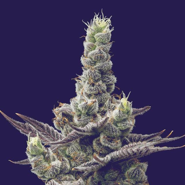 Gyat | 3.5g